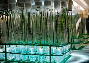 Genetically Modified Foods genetically modified food